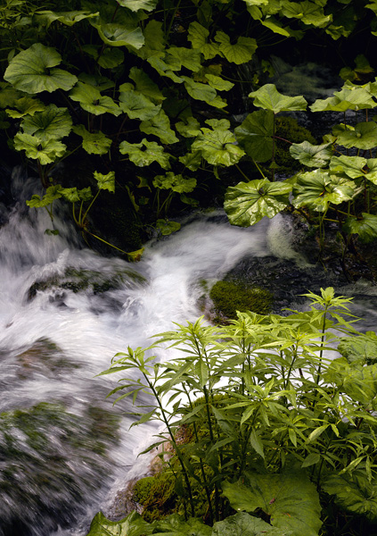 Carte postale  Parc National de Plitvice - Croatie